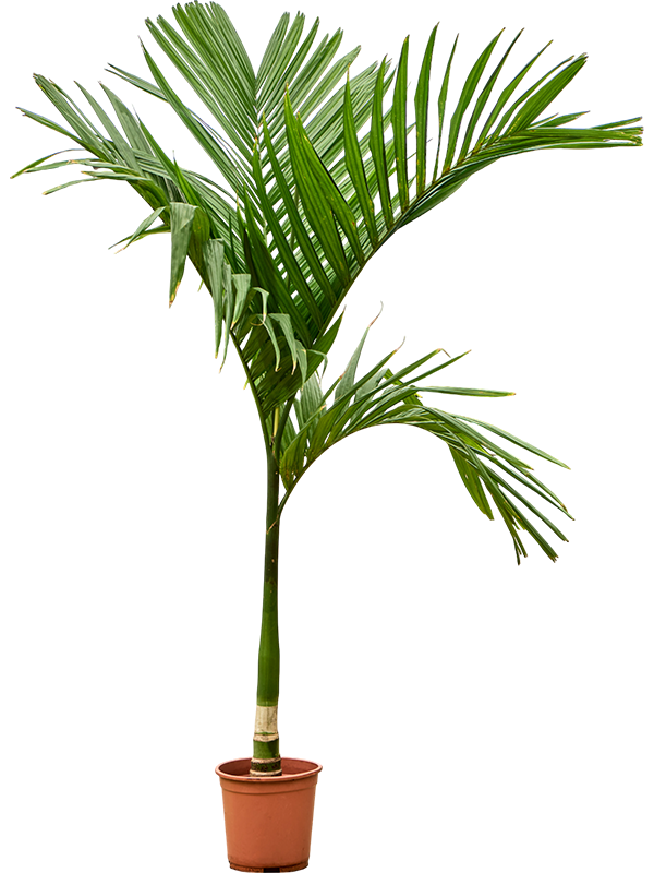Арека катеху (бетелевая пальма) пучок 27/160 (Nieuwkoop Europe) 39819 - фото 100453