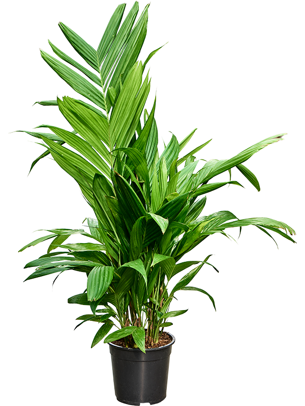 Арека трехтычинковая (триандра) 21/120 (Nieuwkoop Europe) 39821 - фото 100455