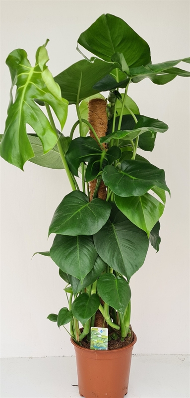 Монстера деликатесная (делициоза) 19/80 (Nieuwkoop Europe) 39826 - фото 100460