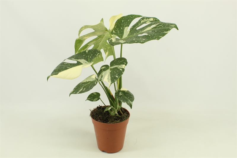 Монстера "Thai Constellation" 15/50 (Nieuwkoop Europe) 39834 - фото 100468