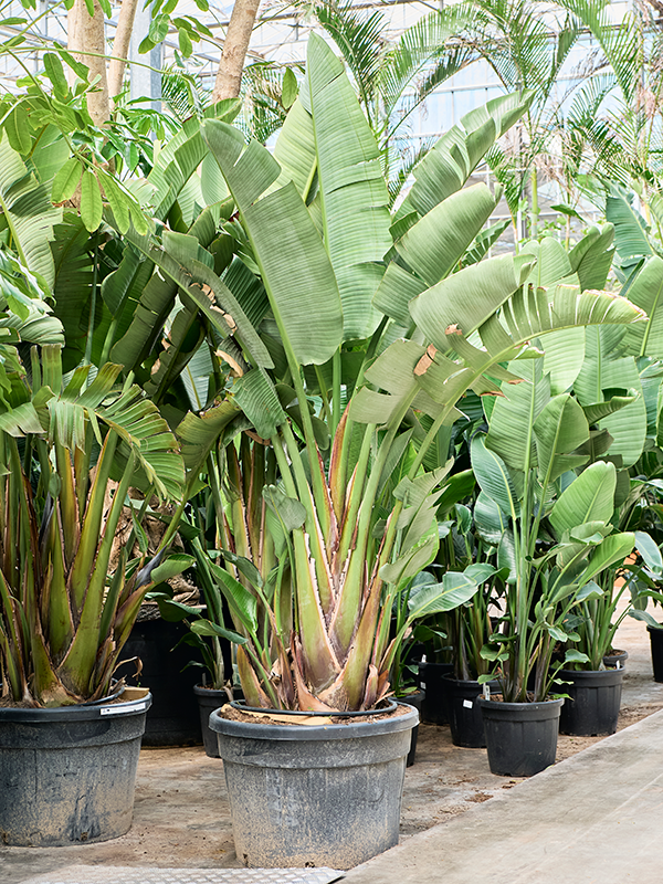 Стрелиция Николая 70/300 (Nieuwkoop Europe) 39837 - фото 100471