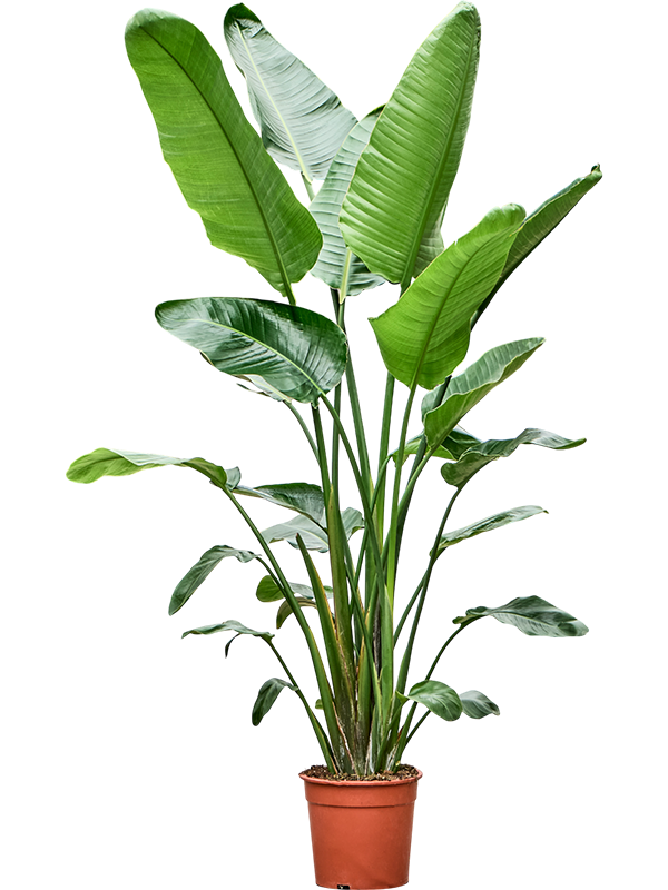 Стрелиция Николая 27/180 (Nieuwkoop Europe) 39838 - фото 100472