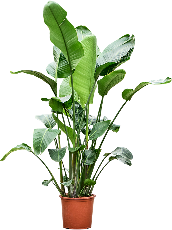 Стрелиция Николая 32/160 (Nieuwkoop Europe) 39841 - фото 100475