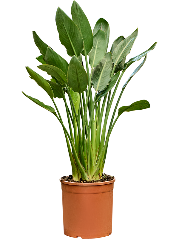 Стрелиция королевская (Стрелиция регина) 25/110 (Nieuwkoop Europe) 39844 - фото 100478