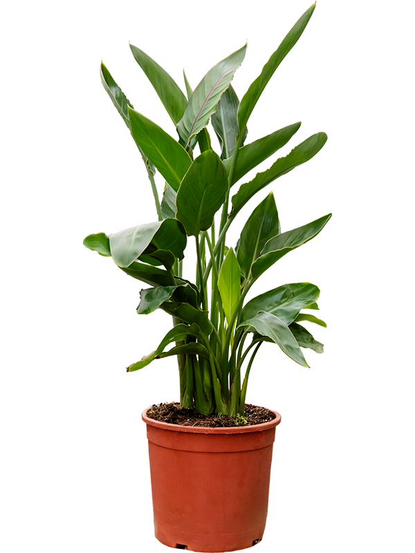 Стрелиция королевская (Стрелиция регина) 20/80 (Nieuwkoop Europe) 39845 - фото 100479