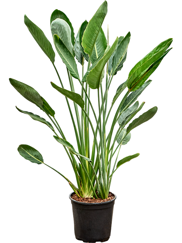 Стрелиция королевская (Стрелиция регина) 26/140 (Nieuwkoop Europe) 39846 - фото 100480