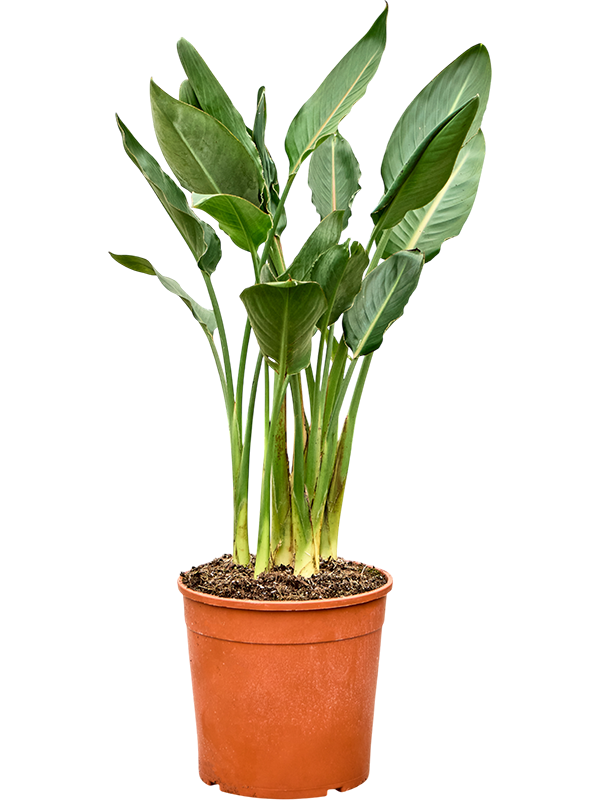 Стрелиция королевская (Стрелиция регина) 27/120 (Nieuwkoop Europe) 39847 - фото 100481