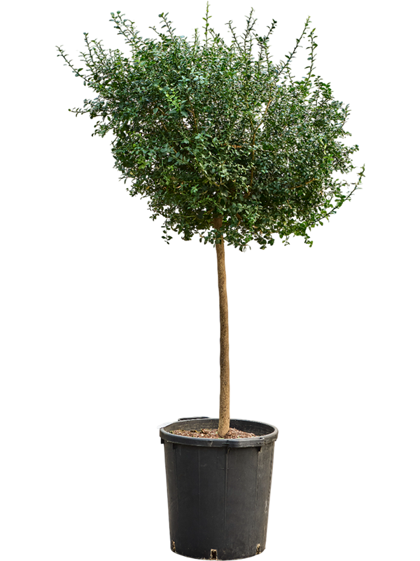 Цитрус австралазийский "Red finger lime" (Nieuwkoop Europe) 39849 - фото 100484