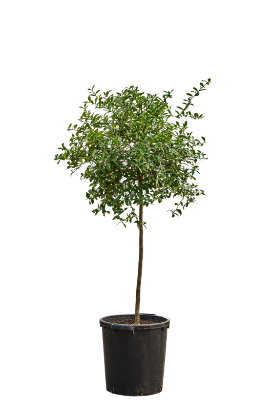 Цитрус австралазийский "Green finger lime" (Nieuwkoop Europe) 39850 - фото 100485