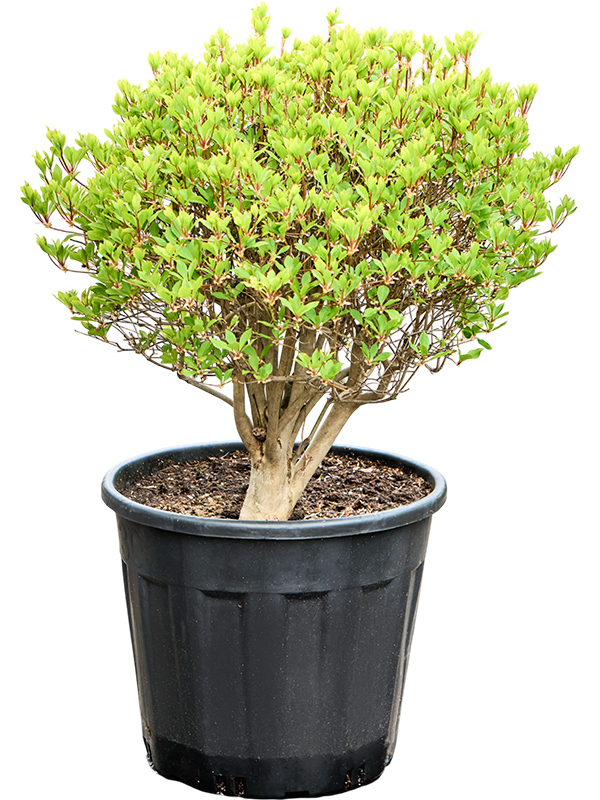 Энкиантус Перулатус (Nieuwkoop Europe) 39851 - фото 100486