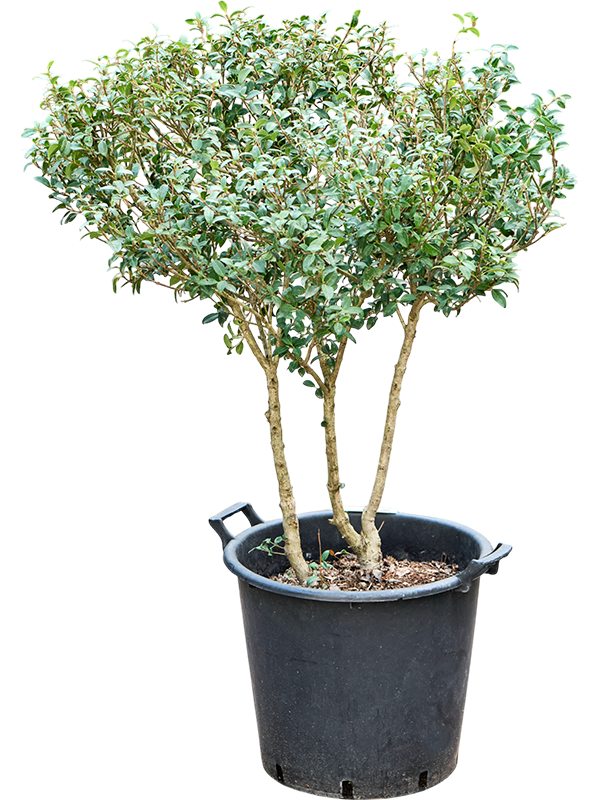 Османтус Бурквуда (Nieuwkoop Europe) 39852 - фото 100487