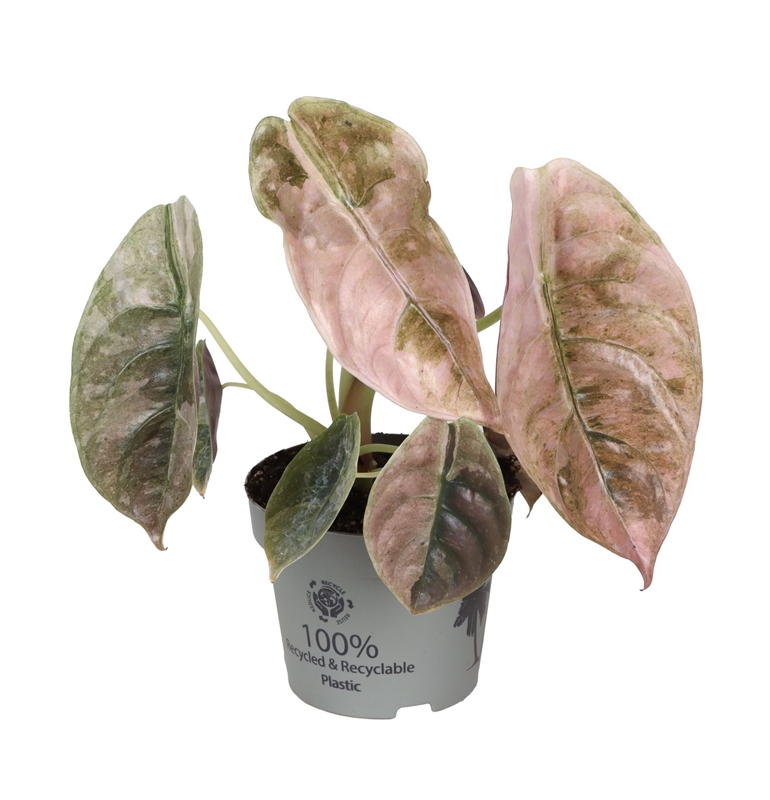 Алоказия медная (алоказия купрея) "Red" 12/30 (Nieuwkoop Europe) 39857 - фото 100497