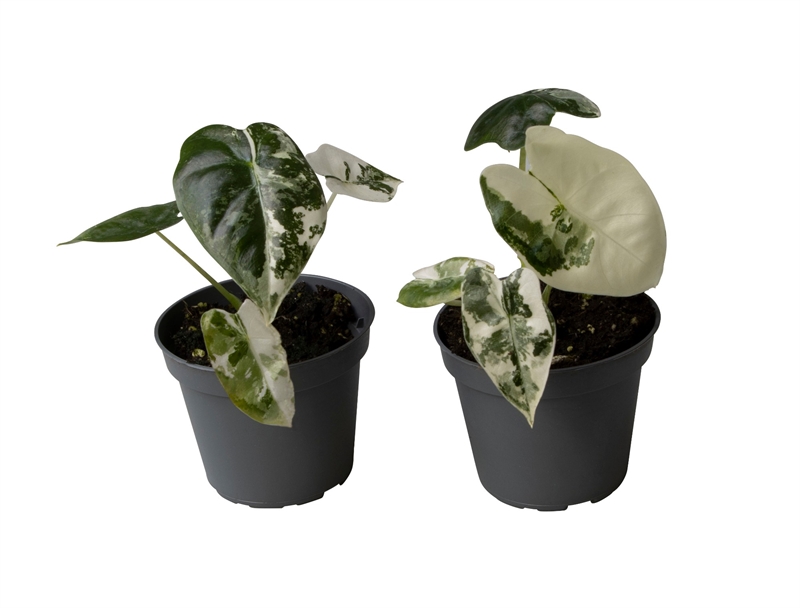 Алоказия "Frydek" 6/12 (Nieuwkoop Europe) 39860 - фото 100500