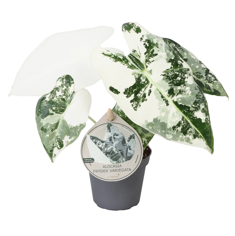 Алоказия "Frydek" куст 6/12 (Nieuwkoop Europe) 39861 - фото 100501