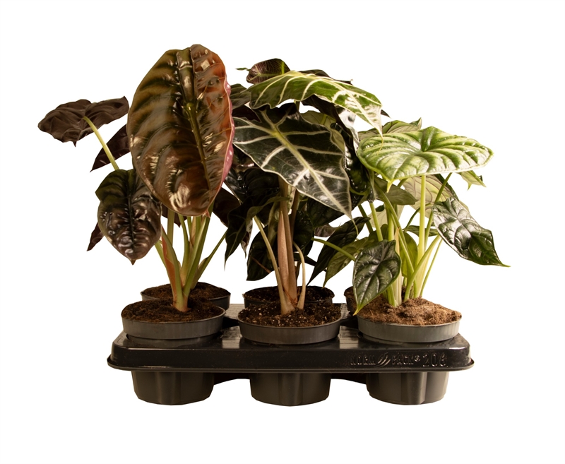 Алоказия микс 12/35 (Nieuwkoop Europe) 39864 - фото 100504