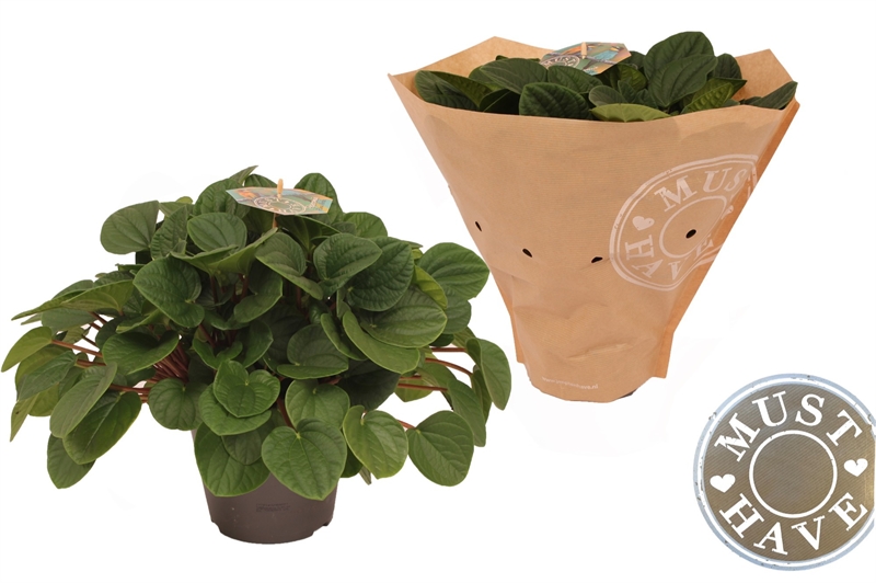 Пеперомия альбовитата "Rana Verde" 17/32 (Nieuwkoop Europe) 39874 - фото 100514