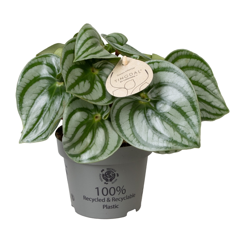 Пеперомия арбузная (пеперомия аргирея) "Costa Rica" 11/25 (Nieuwkoop Europe) 39875 - фото 100515