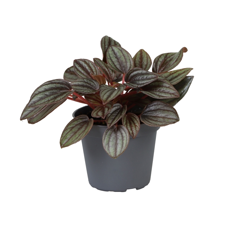 Пеперомия каперата (пеперомия сморщенная) "Lima" 6/12 (Nieuwkoop Europe) 39879 - фото 100519