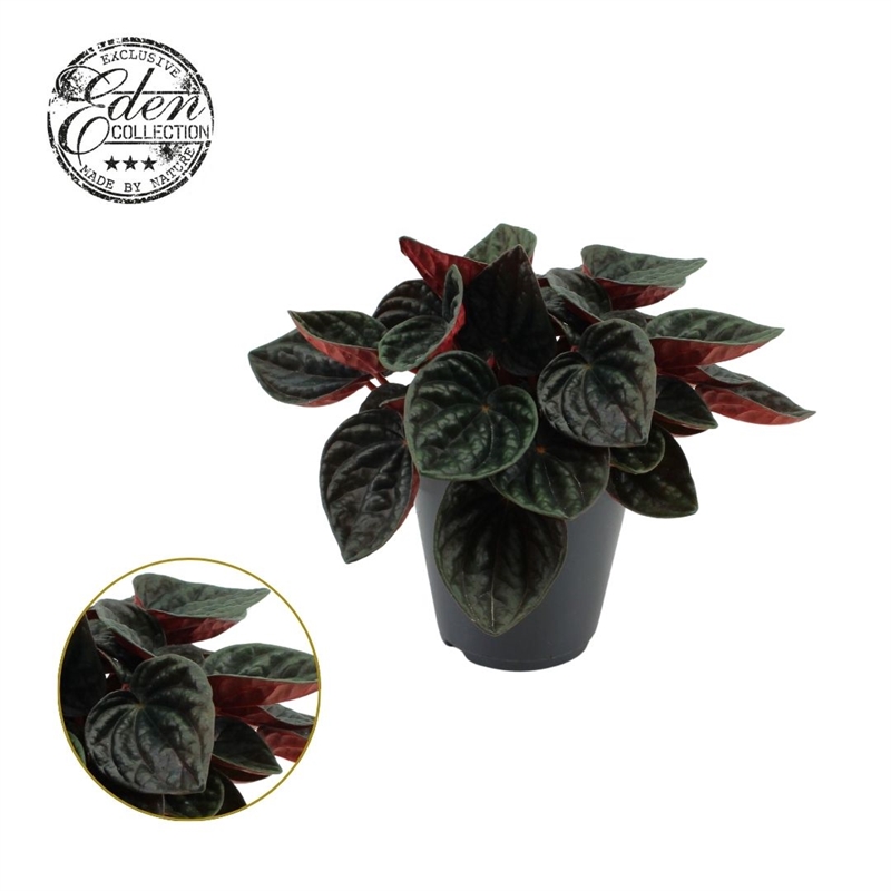 Пеперомия каперата (пеперомия сморщенная) "Rojo Grande" 15/25 (Nieuwkoop Europe) 39884 - фото 100524