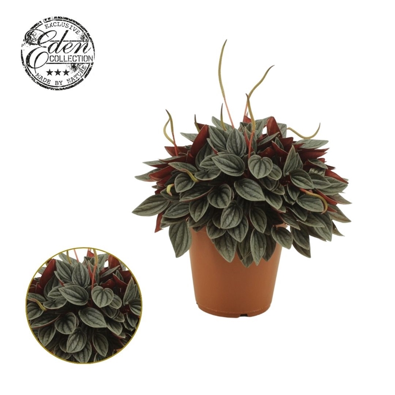 Пеперомия каперата (пеперомия сморщенная) "Santorini" (Nieuwkoop Europe) 39888 - фото 100528