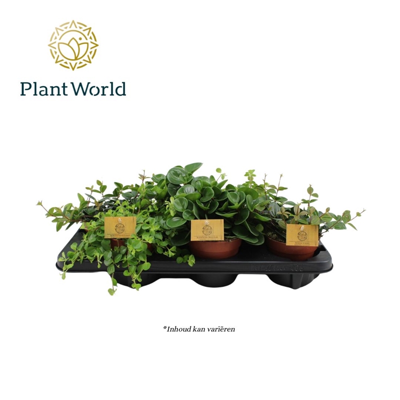 Пеперомия микс 12/20 (Nieuwkoop Europe) 39896 - фото 100536