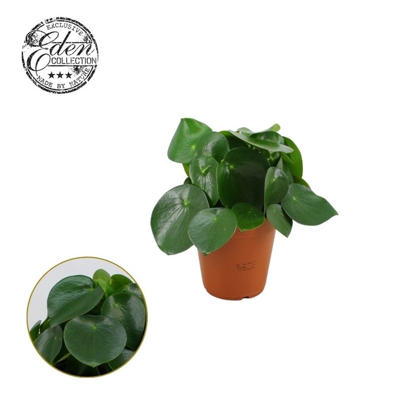 Пеперомия полиботрия (пеперомия многокистевая) "Raindrop" (Nieuwkoop Europe) 39911 - фото 100551