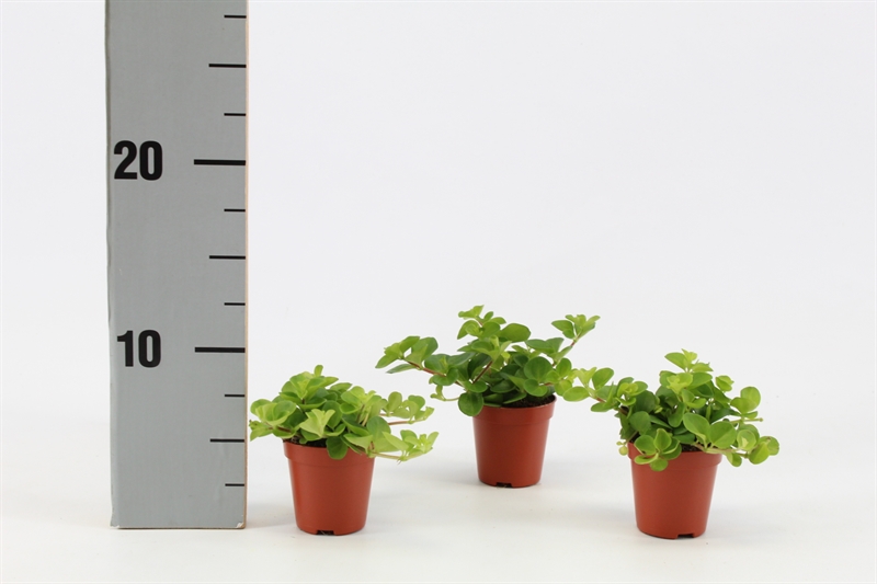 Пеперомия круглолистная (пеперомия ротундифолия) 5/10 (Nieuwkoop Europe) 39914 - фото 100554