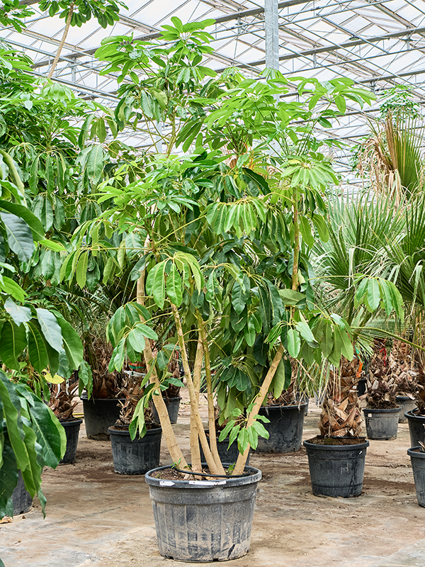 Шеффлера лучелистная "Amate" 70/325 (Nieuwkoop Europe) 39925 - фото 100565