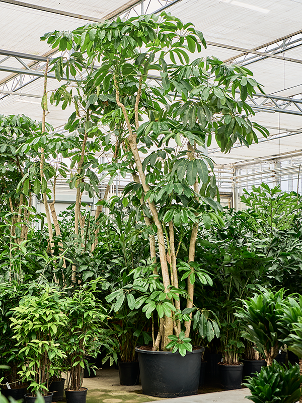 Шеффлера лучелистная "Amate" 80/370 (Nieuwkoop Europe) 39926 - фото 100566