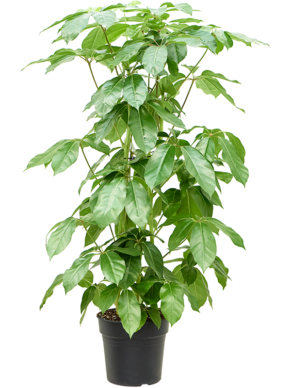 Шеффлера лучелистная "Amate" 30/160 (Nieuwkoop Europe) 39928 - фото 100568