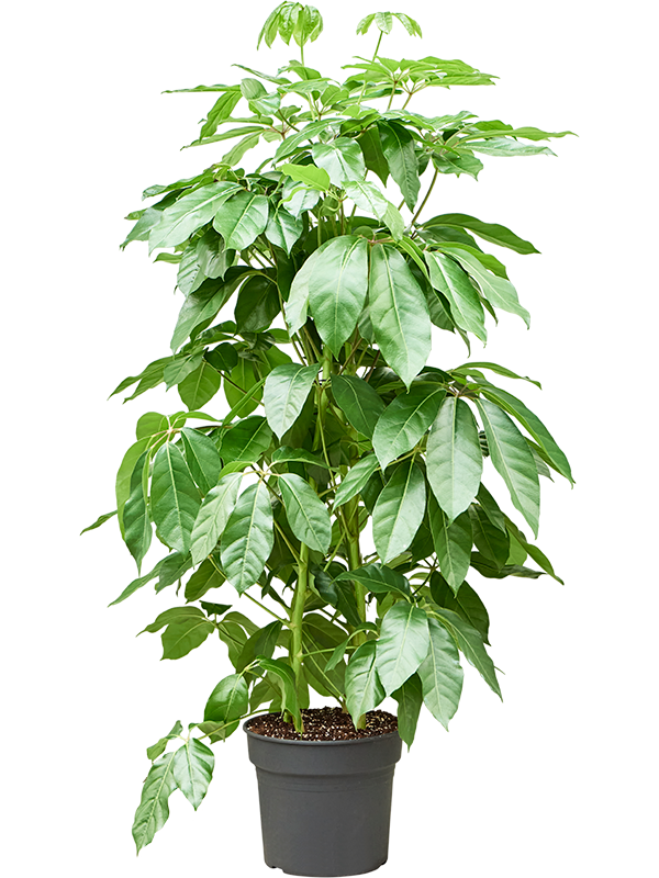 Шеффлера лучелистная "Amate" 38/190 (Nieuwkoop Europe) 39929 - фото 100569