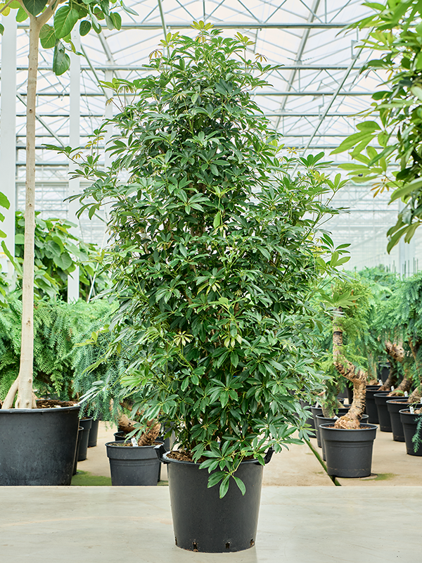 Шеффлера древовидная (арборикола) "Compacta" 48/220 (Nieuwkoop Europe) 39930 - фото 100570