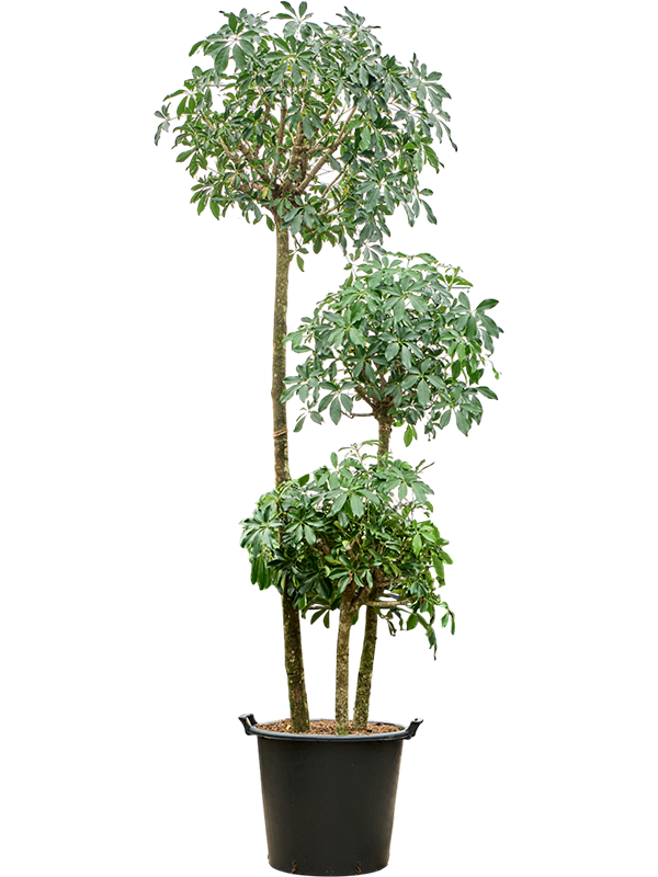 Шеффлера древовидная (арборикола) "Compacta" 45/300 (Nieuwkoop Europe) 39931 - фото 100571