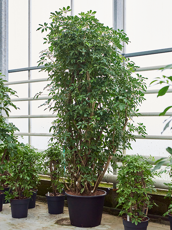 Шеффлера древовидная (арборикола) "Compacta" 70/280 (Nieuwkoop Europe) 39933 - фото 100573