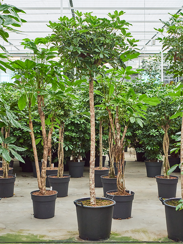 Шеффлера древовидная (арборикола) "Compacta" 45/220 (Nieuwkoop Europe) 39934 - фото 100574