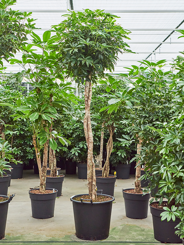 Шеффлера древовидная (арборикола) "Compacta" разветвленная 45/220 (Nieuwkoop Europe) 39936 - фото 100576