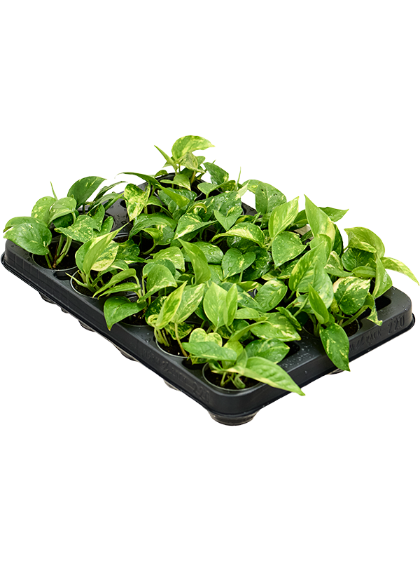 Сциндапсус (эпипремнум) "Aureum" 6/15 (Nieuwkoop Europe) 39939 - фото 100579