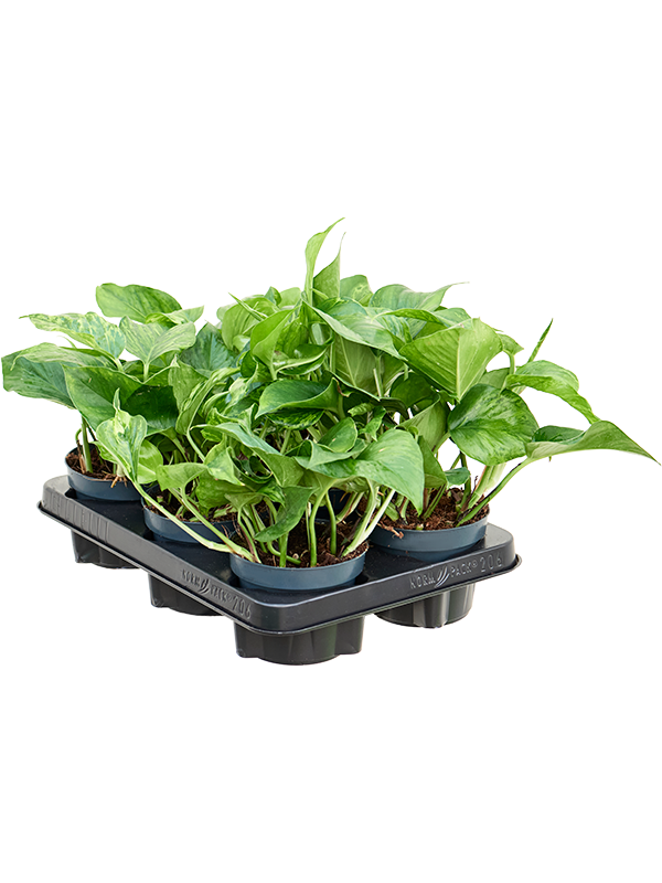 Сциндапсус (эпипремнум) "Marble Green" 12/20 (Nieuwkoop Europe) 39942 - фото 100582