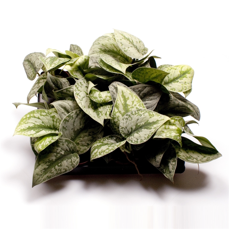 Сциндапсус пиктус (расписной) 6/12 (Nieuwkoop Europe) 39943 - фото 100583