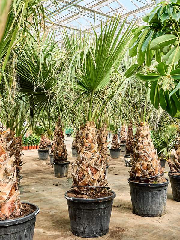 Вашингтония нитеносная (филифера) 65/300 (Nieuwkoop Europe) 39945 - фото 100585