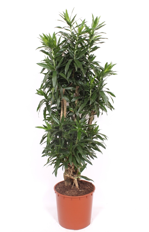 Драцена отогнутая (рефлекса) 34/160 (Nieuwkoop Europe) 39954 - фото 100594