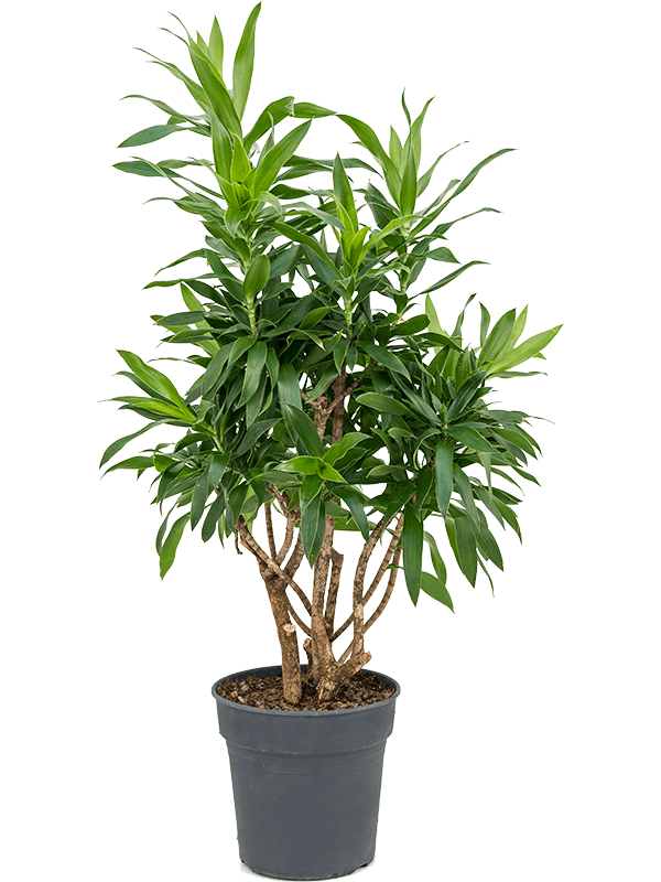 Драцена отогнутая (рефлекса) 27/90 (Nieuwkoop Europe) 39955 - фото 100595