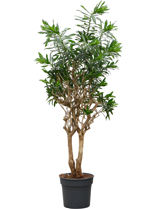 Драцена отогнутая (рефлекса) 38/210 (Nieuwkoop Europe) 39956 - фото 100596