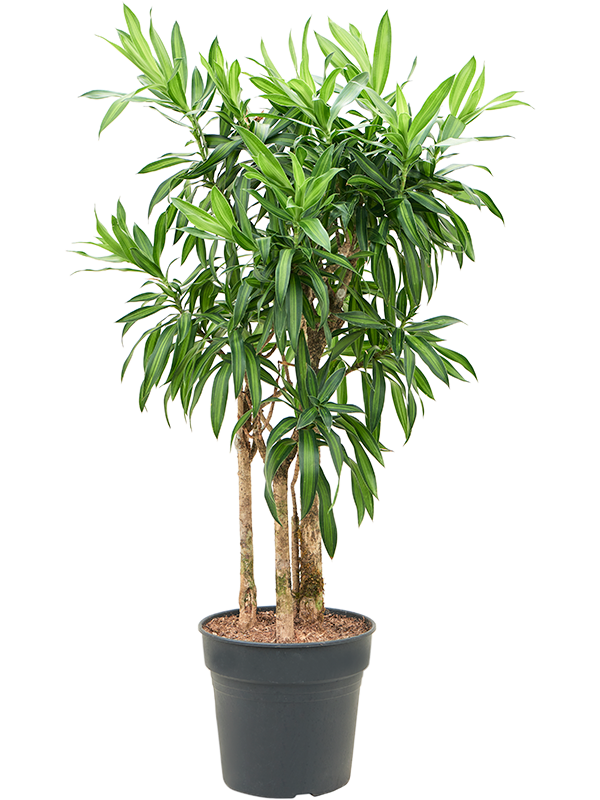 Драцена отогнутая (рефлекса) "Song Of Jamaica" 30/100 (Nieuwkoop Europe) 39959 - фото 100599