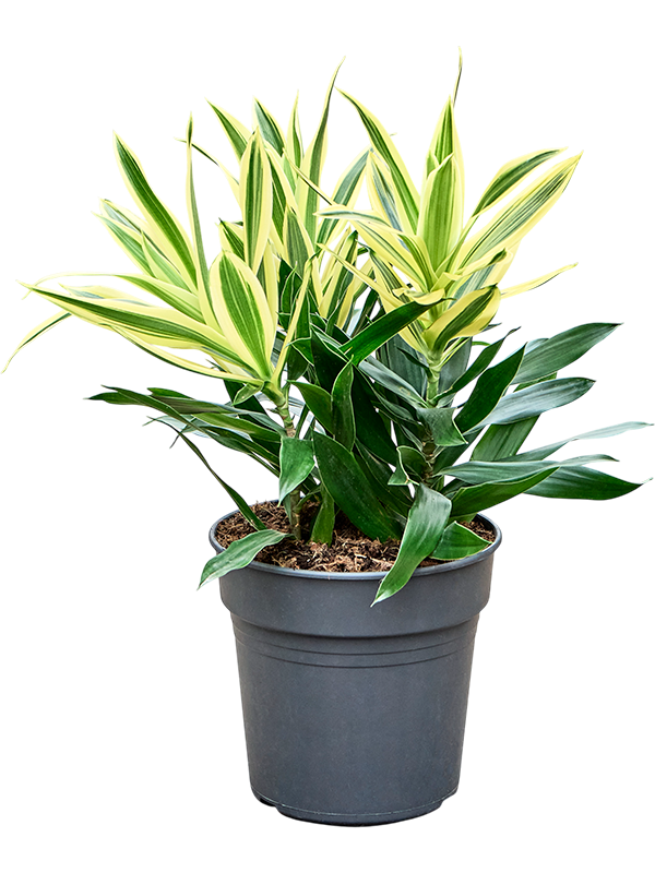 Драцена отогнутая (рефлекса) "Song Of Sri Lanka" 19/50 (Nieuwkoop Europe) 39960 - фото 100600