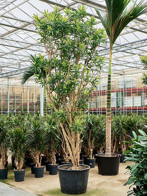 Драцена отогнутая (рефлекса) "Song Of Sri Lanka" 70/400 (Nieuwkoop Europe) 39961 - фото 100601