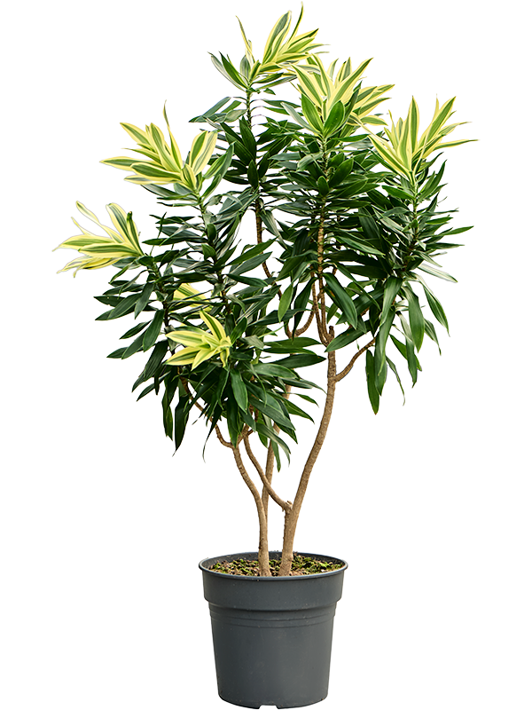 Драцена отогнутая (рефлекса) "Song Of Sri Lanka" 30/100 (Nieuwkoop Europe) 39962 - фото 100602