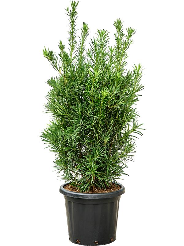 Подокарпус крупнолистный (ногоплодник) 40/150 (Nieuwkoop Europe) 39965 - фото 100605