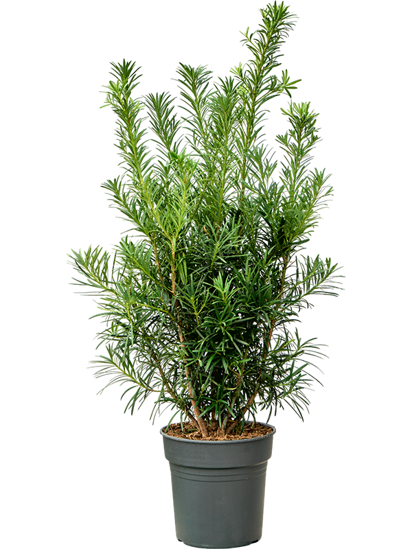 Подокарпус крупнолистный (ногоплодник) 24/100 (Nieuwkoop Europe) 39966 - фото 100606