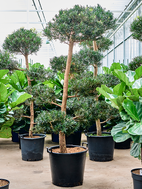 Подокарпус крупнолистный (ногоплодник) 50/200 (Nieuwkoop Europe) 39967 - фото 100607